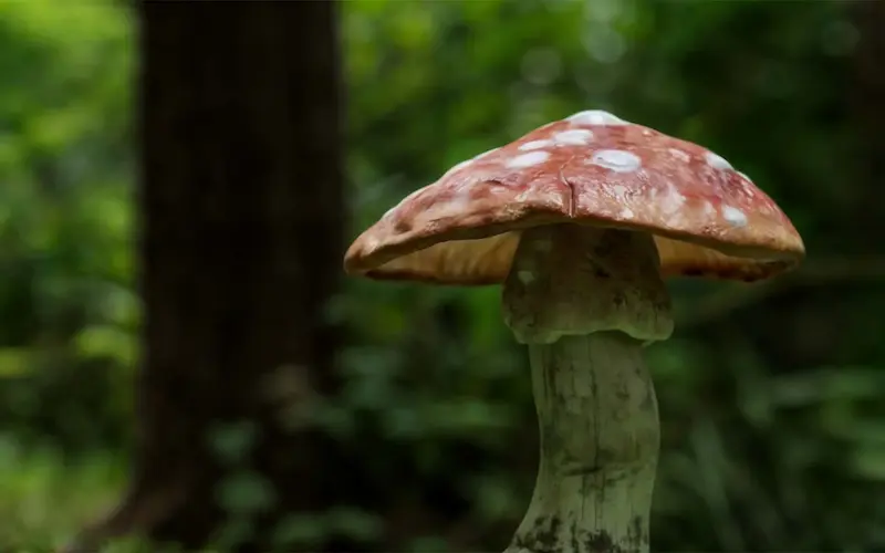 sculpt 3D champignon ZBrush modélisation organique portfolio